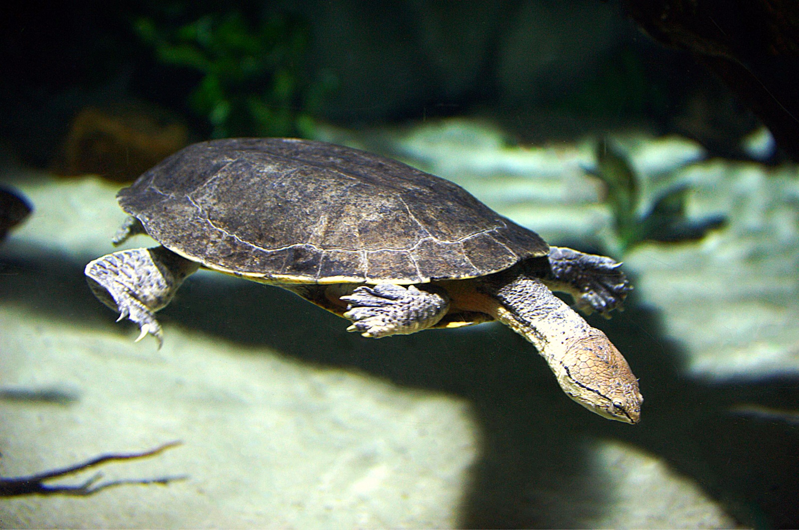 Roti Island snake necked turtle 24